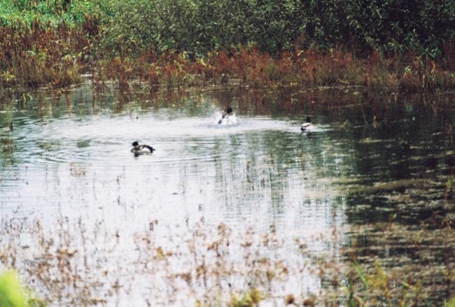 Jesen 2007 - foto povečava