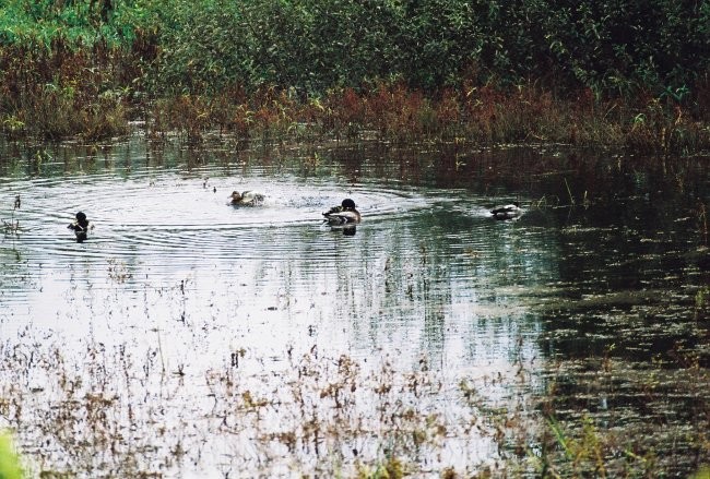 Jesen 2007 - foto povečava