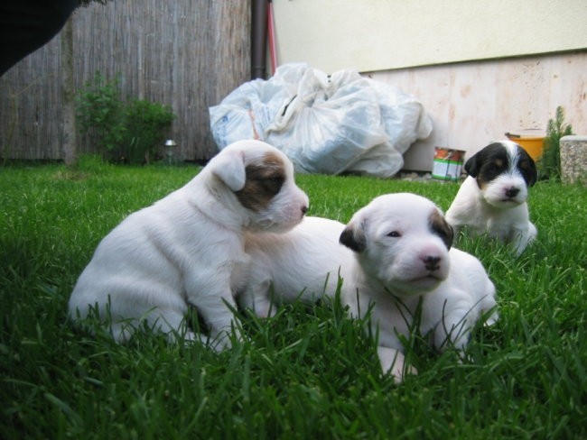 3.teden - foto povečava