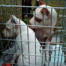 Pitt bullčici Bela in Gaja