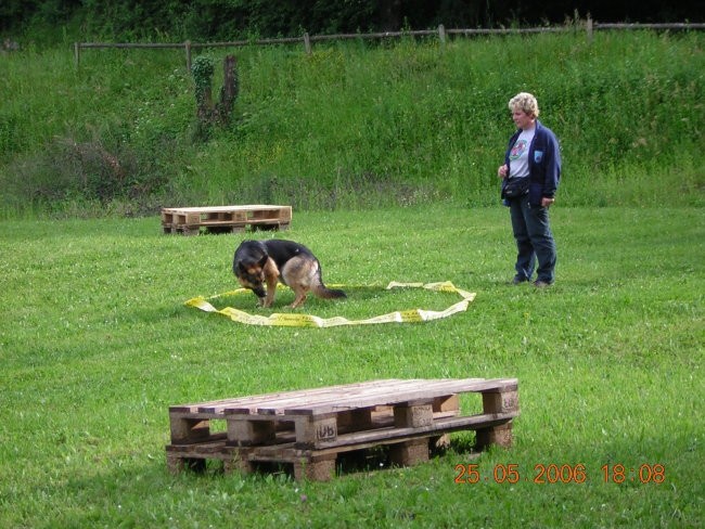 šolanje psov 25.5.2006 - foto povečava