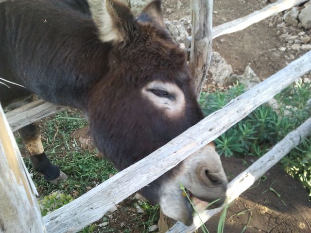 MALI LOŠINJ - maj12 - foto