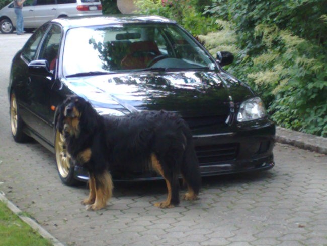 Honda cicic coupe - foto povečava