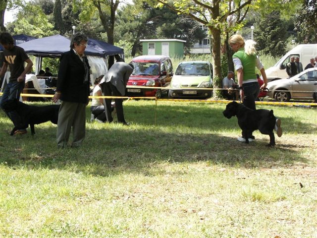 Cane corso - CACIB Zadar 2008 - foto povečava