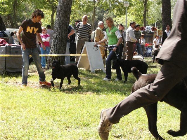 Cane corso - CACIB Zadar 2008 - foto povečava