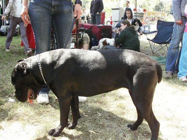 Cane corso - CACIB Zadar 2008 - foto povečava