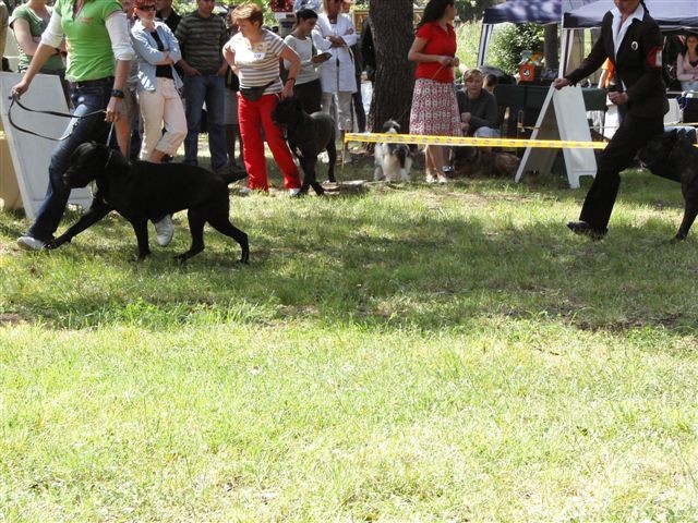Cane corso - CACIB Zadar 2008 - foto povečava