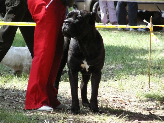 Cane corso - CACIB Zadar 2008 - foto povečava