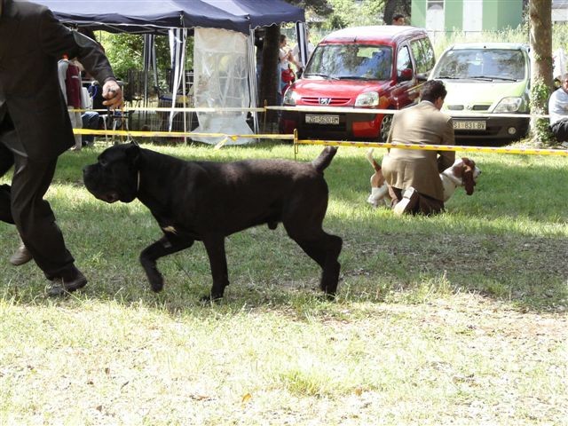 Cane corso - CACIB Zadar 2008 - foto povečava