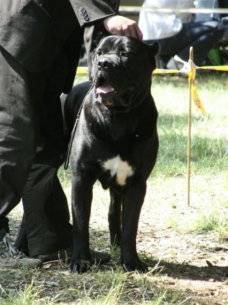 Cane corso - CACIB Zadar 2008 - foto povečava