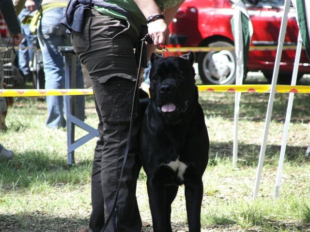 Cane corso - CACIB Zadar 2008 - foto povečava