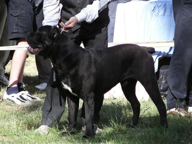 Cane corso - CACIB Zadar 2008 - foto povečava