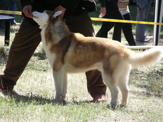 Siberian husky - CACIB Zadar 2008 - foto povečava