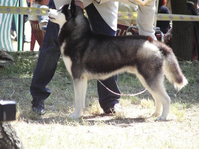 Siberian husky - CACIB Zadar 2008 - foto povečava