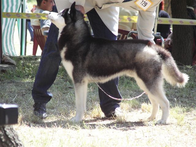 Siberian husky - CACIB Zadar 2008 - foto