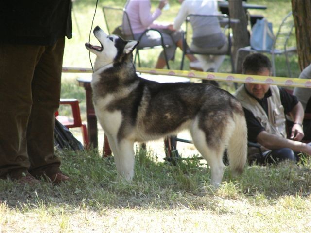 Siberian husky - CACIB Zadar 2008 - foto povečava