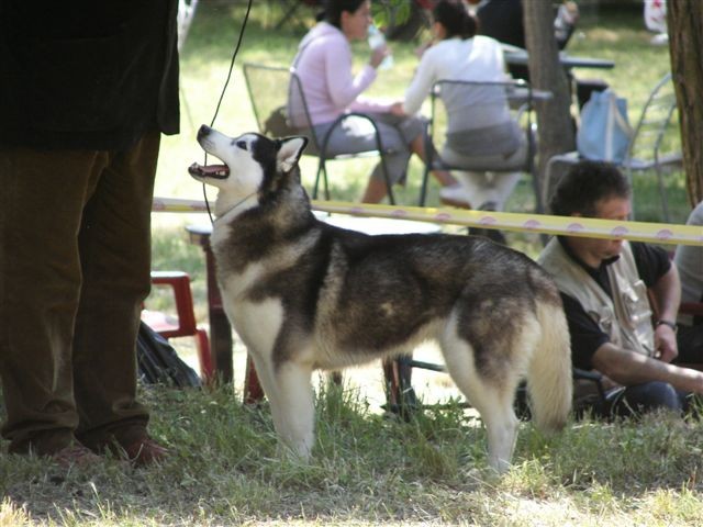 Siberian husky - CACIB Zadar 2008 - foto povečava
