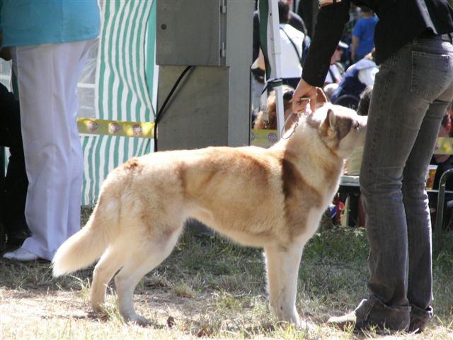 Siberian husky - CACIB Zadar 2008 - foto povečava