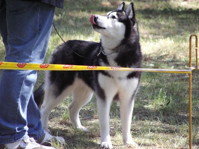 Siberian husky - CACIB Zadar 2008 - foto povečava