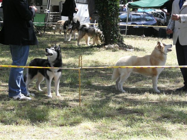 Siberian husky - CACIB Zadar 2008 - foto povečava