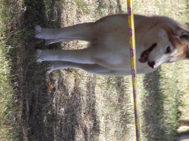 Siberian husky - CACIB Zadar 2008 - foto povečava