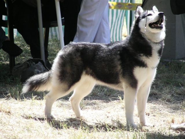 Siberian husky - CACIB Zadar 2008 - foto povečava