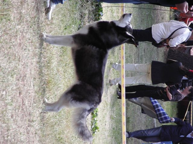Siberian husky - CACIB Zadar 2008 - foto povečava