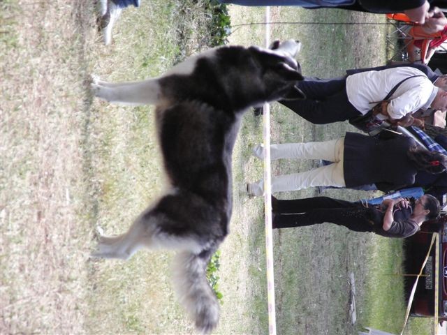 Siberian husky - CACIB Zadar 2008 - foto povečava