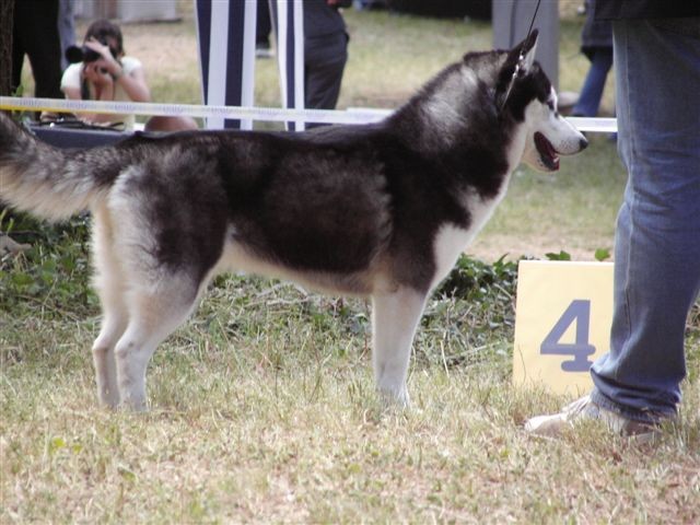 Siberian husky - CACIB Zadar 2008 - foto povečava