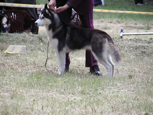 Siberian husky - CACIB Zadar 2008 - foto povečava