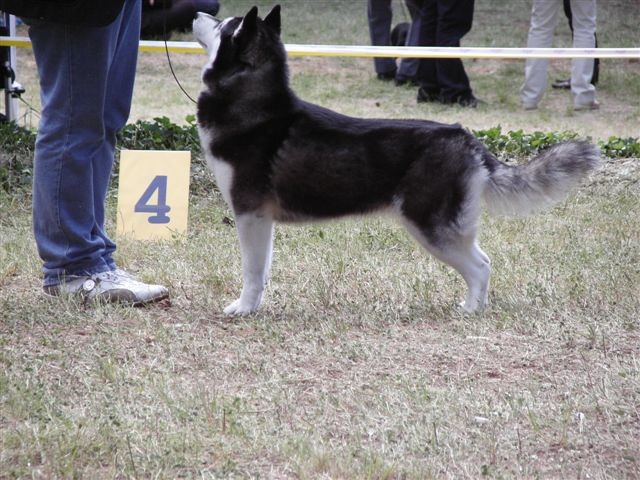 Siberian husky - CACIB Zadar 2008 - foto povečava