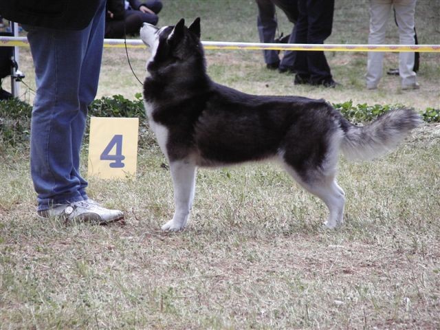 Siberian husky - CACIB Zadar 2008 - foto povečava