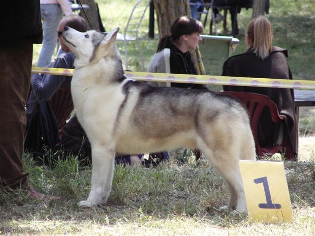 Siberian husky - CACIB Zadar 2008 - foto povečava