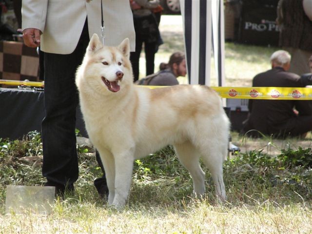 Siberian husky - CACIB Zadar 2008 - foto povečava