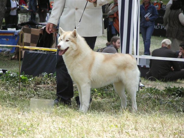 Siberian husky - CACIB Zadar 2008 - foto povečava