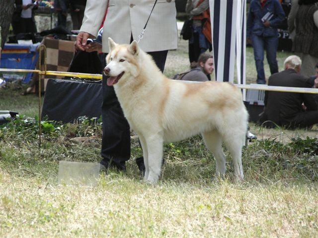 Siberian husky - CACIB Zadar 2008 - foto povečava