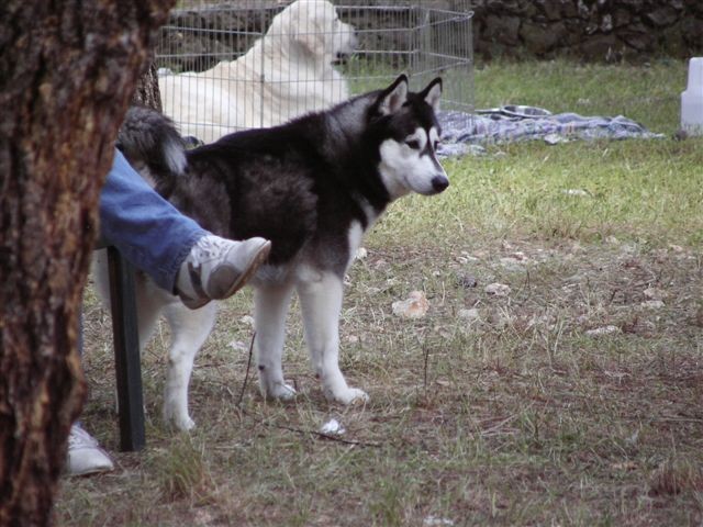 Siberian husky - CACIB Zadar 2008 - foto povečava