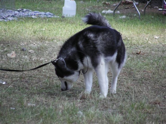 Siberian husky - CACIB Zadar 2008 - foto povečava