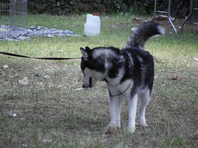 Siberian husky - CACIB Zadar 2008 - foto povečava