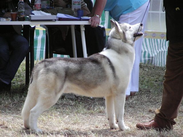 Siberian husky - CACIB Zadar 2008 - foto povečava