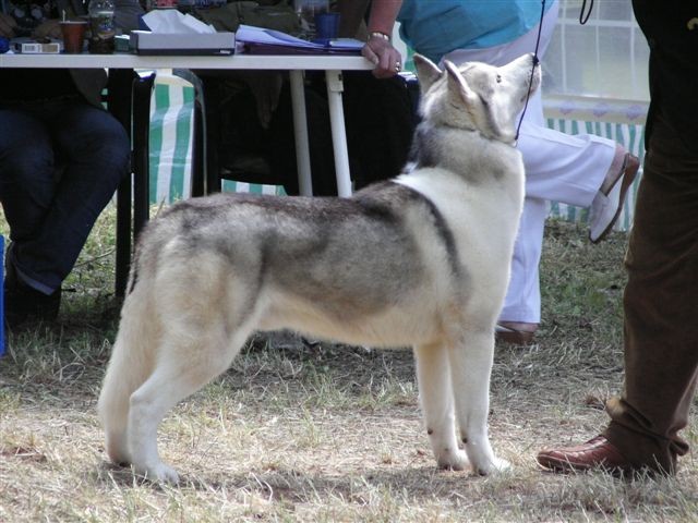 Siberian husky - CACIB Zadar 2008 - foto povečava