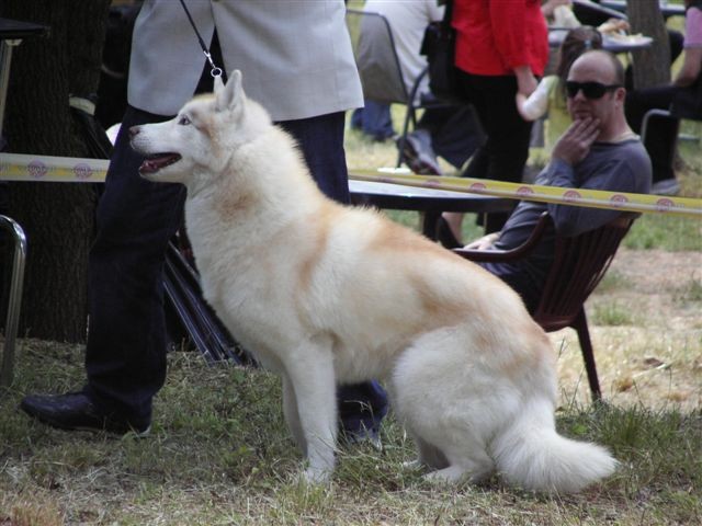Siberian husky - CACIB Zadar 2008 - foto povečava