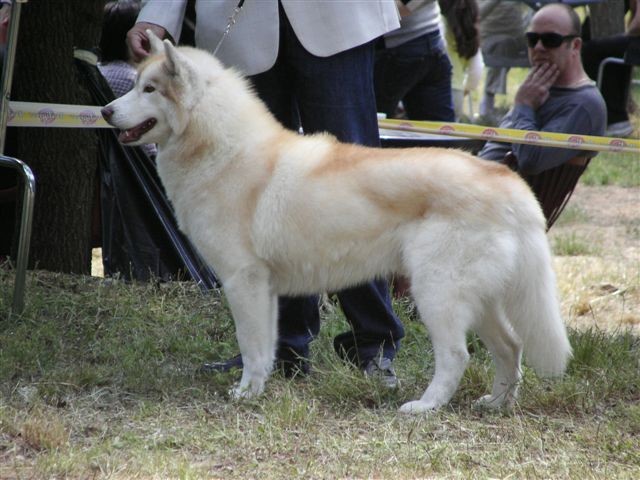 Siberian husky - CACIB Zadar 2008 - foto povečava