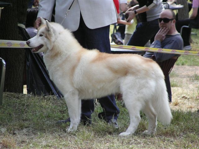 Siberian husky - CACIB Zadar 2008 - foto povečava