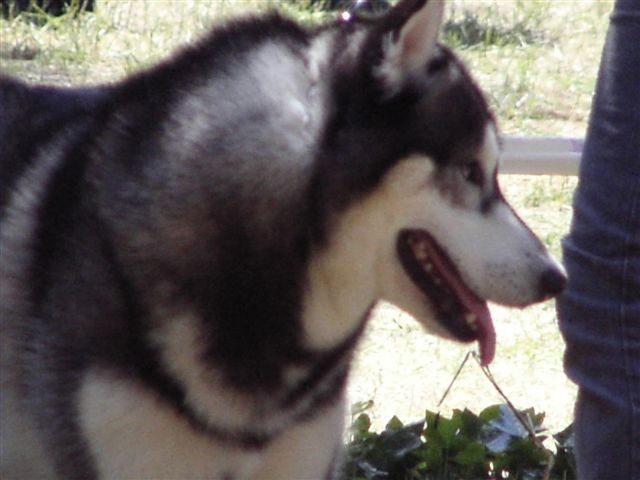 Siberian husky - CACIB Zadar 2008 - foto povečava