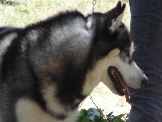 Siberian husky - CACIB Zadar 2008 - foto povečava