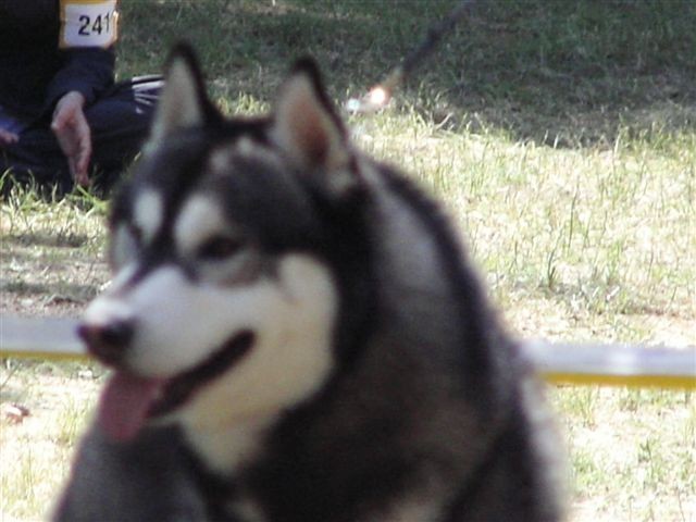 Siberian husky - CACIB Zadar 2008 - foto povečava