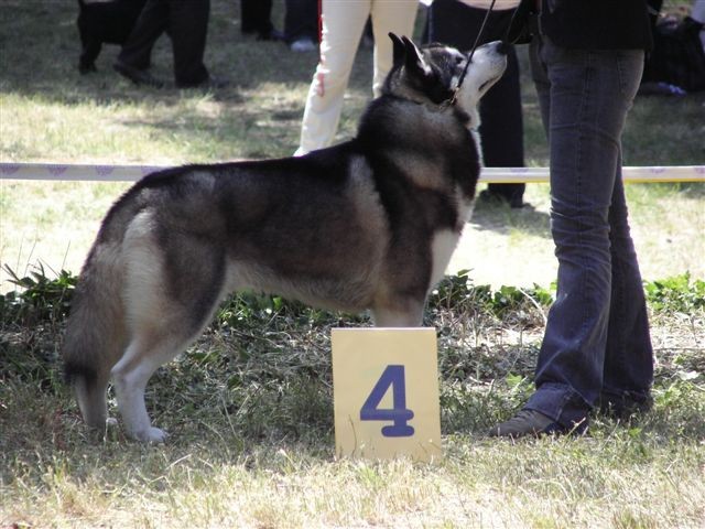 Siberian husky - CACIB Zadar 2008 - foto povečava