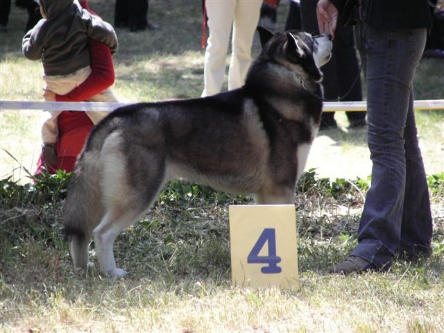 Siberian husky - CACIB Zadar 2008 - foto povečava