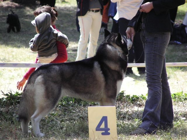 Siberian husky - CACIB Zadar 2008 - foto povečava